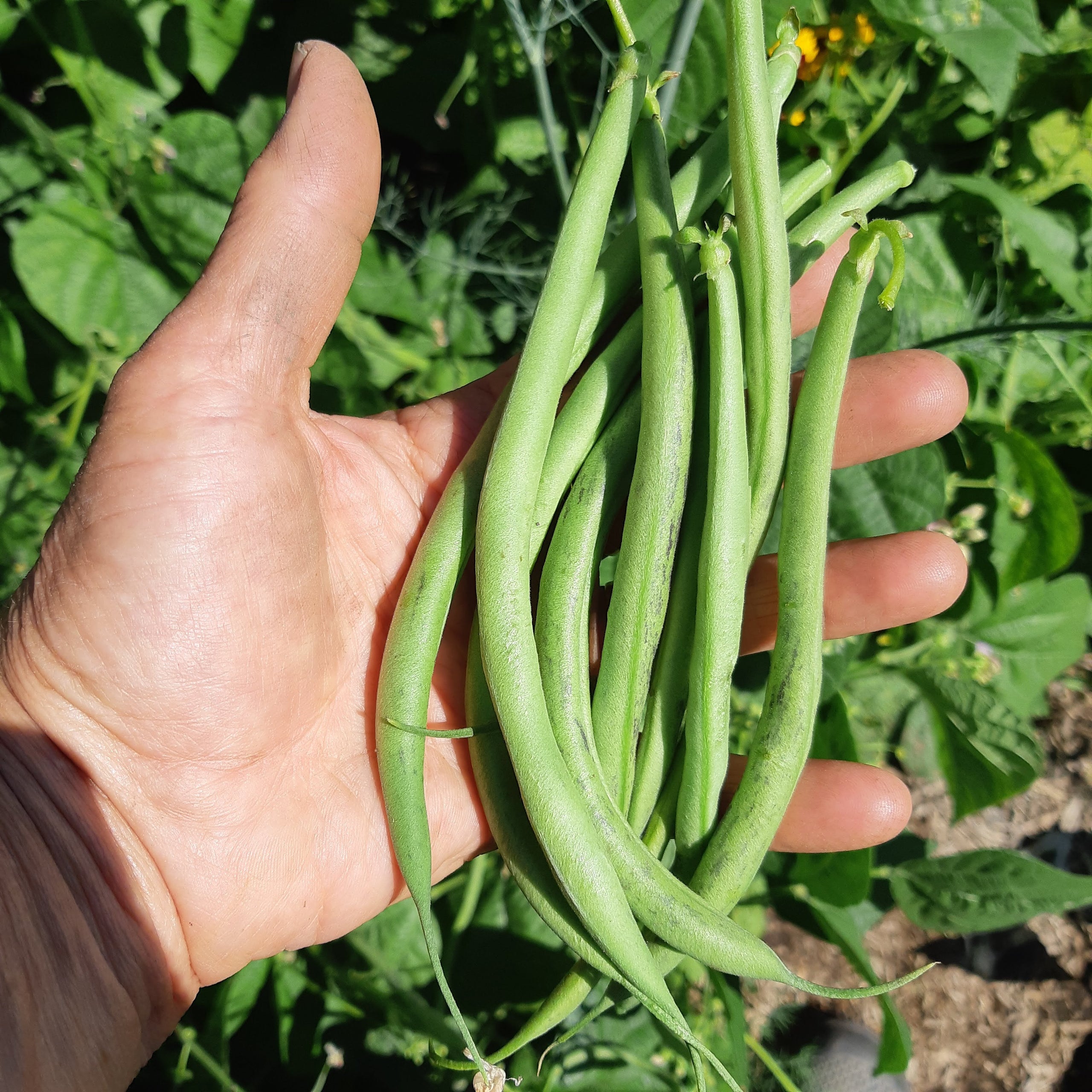 Bean Emerite Pole Bean CoCreative Seeds