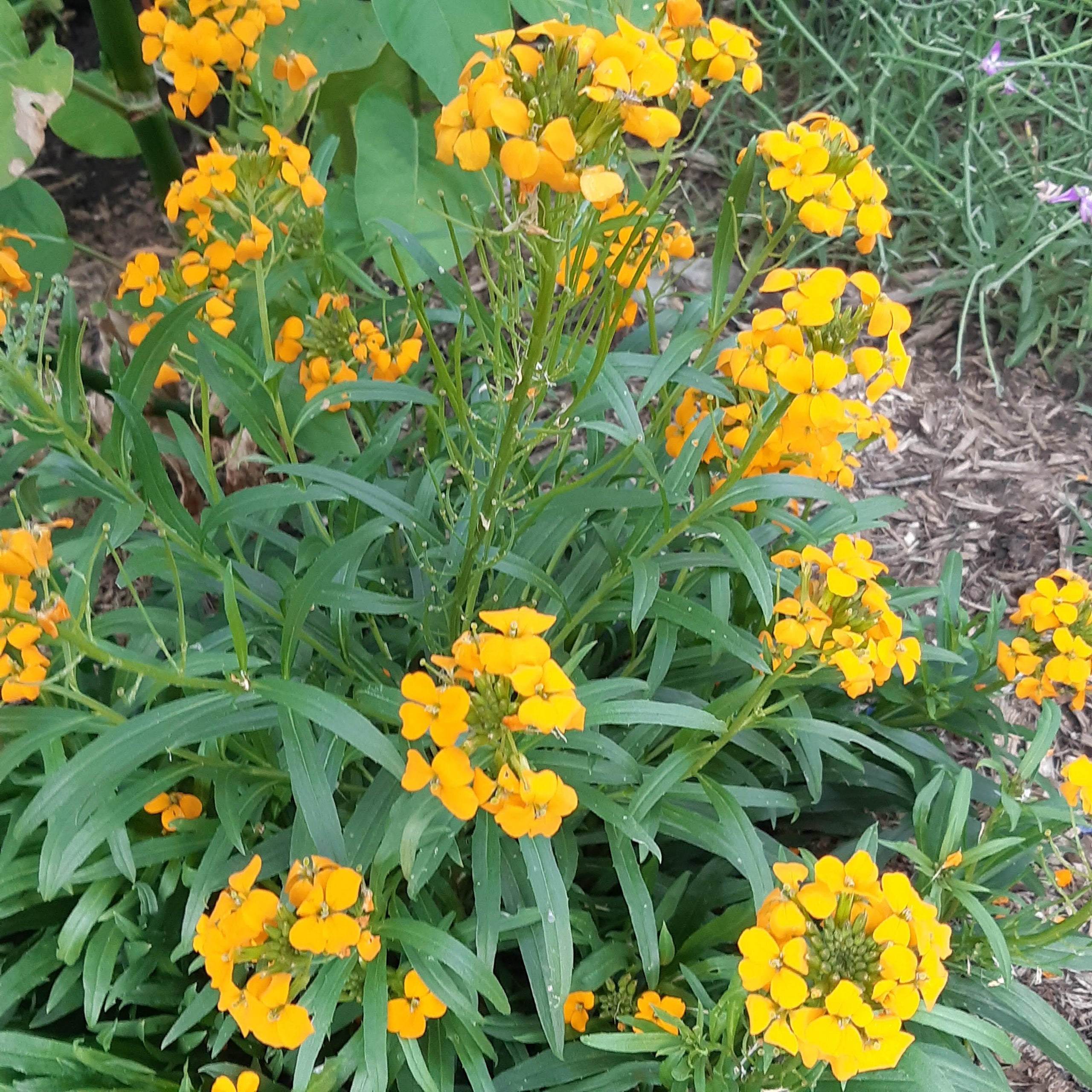 Orange Wallflower - Flower | CoCreative Seeds