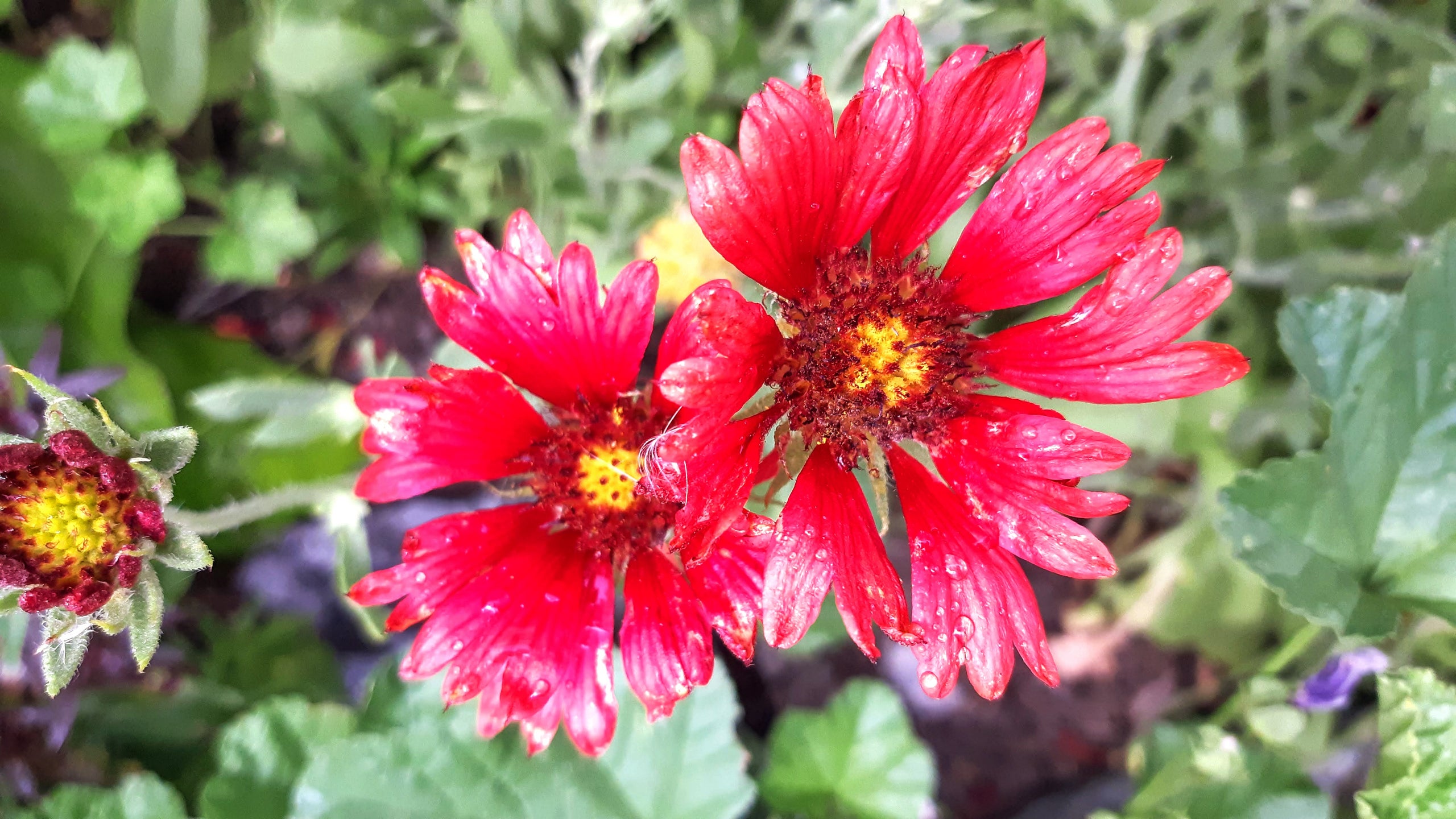 Flower - Firewheel Gaillardia | CoCreative Seeds